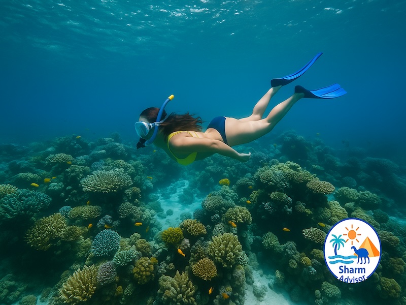 Ras Mohammed e Isola che non c’è – Escursione in Barca da Sharm