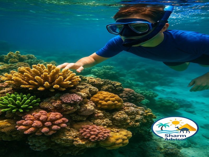 Ras Mohammed e Isola che non c’è – Escursione in Barca da Sharm