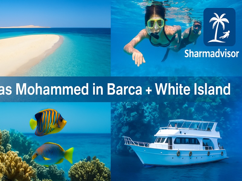 Ras Mohammed e Isola che non c’è – Escursione in Barca da Sharm