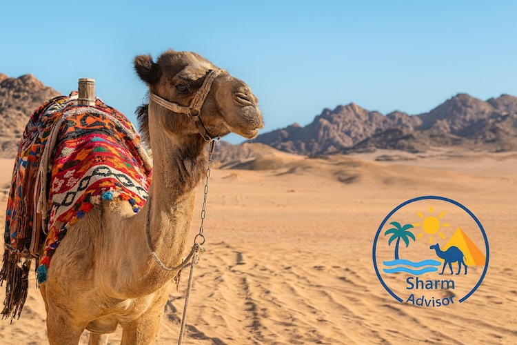 Cammellata nel Deserto di Sharm El Sheikh