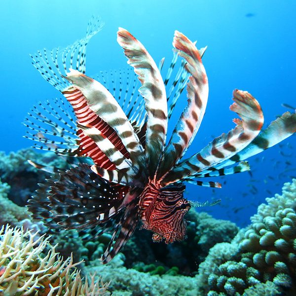 Barca con fondo di vetro a Sharm El Sheikh sopra i coralli del Mar Rosso.